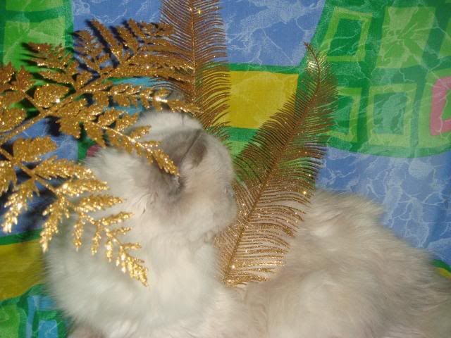 DSC00646.jpg