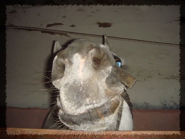 DSC04871.jpg