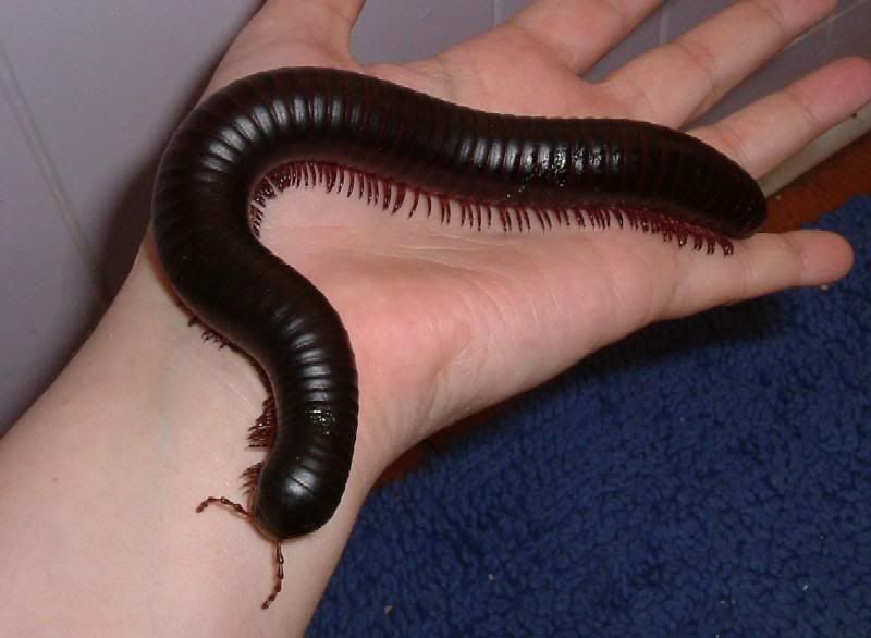 African giant millipede Image