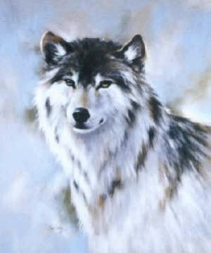 WOLF Pictures, Images and Photos