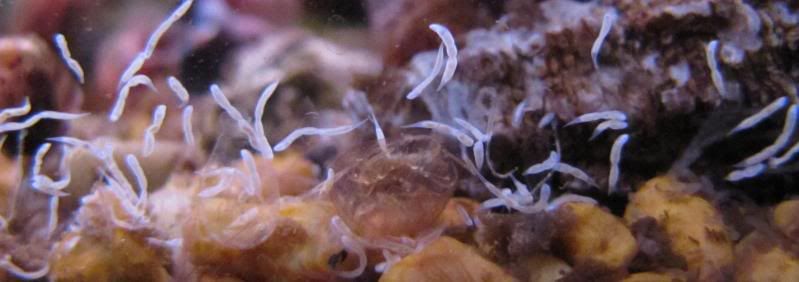 aquarium worm parasites