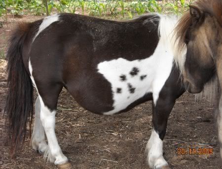 pregnant mares - The Photo/Video Gallery - Lil Beginnings Miniature