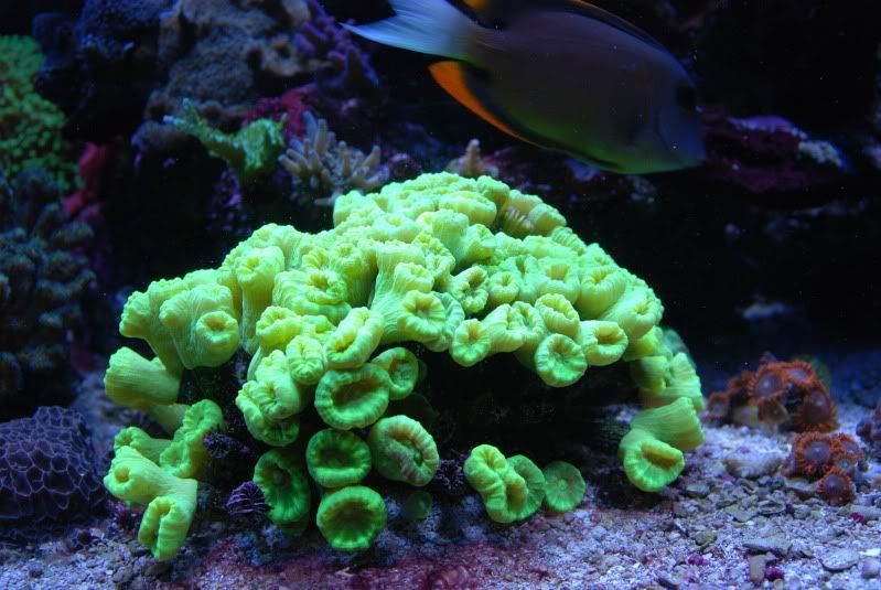 DSC 0132 - A2 Reefers 3rd annual Frag Swap!!! What are you Bringing???