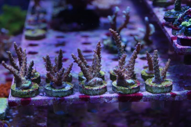 DSC 0145 - A2 Reefers 3rd annual Frag Swap!!! What are you Bringing???