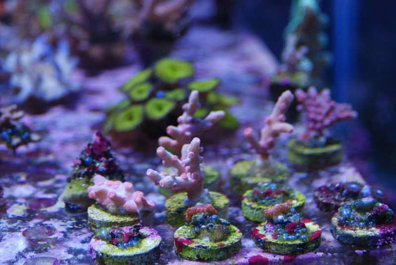 DSC 0147 - A2 Reefers 3rd annual Frag Swap!!! What are you Bringing???