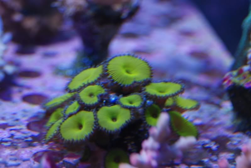 DSC 0150 - A2 Reefers 3rd annual Frag Swap!!! What are you Bringing???