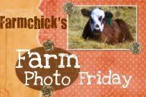 Farmchicks Farm Photo Friday