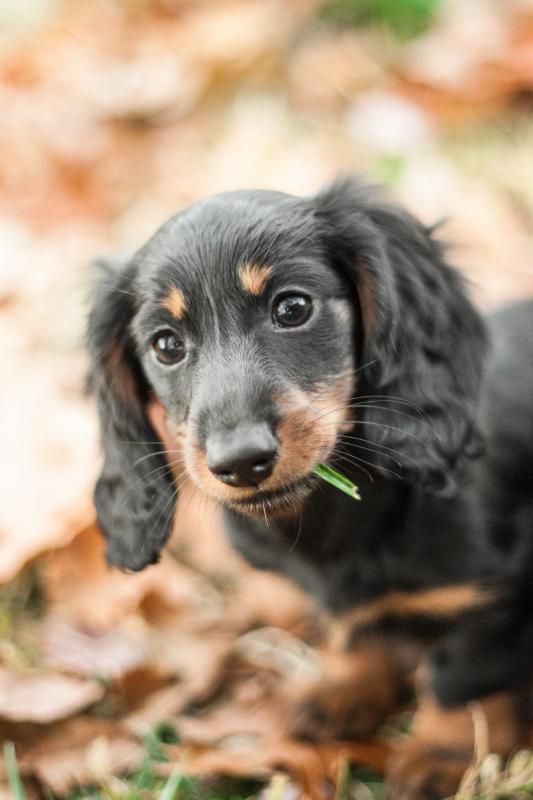 Working Dachshunds Puppies New Jersey Hunters