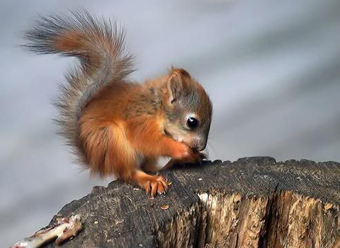 cute squirrel photo: Squirrel so cute!!! Squirrelsocute.jpg