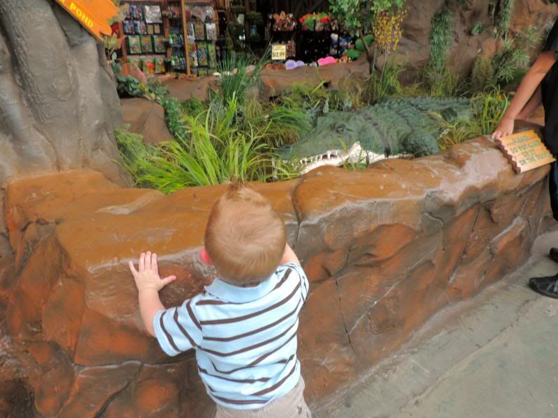 Rainforest Cafe photo DSCN0941_zpsab29ca1c.jpg