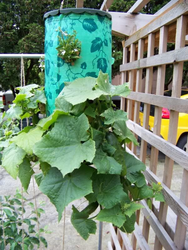 Topsy Turvy Upside-Down Tomato Planter Review