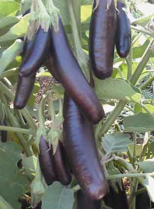 Eggplant-Little-Finger.jpg