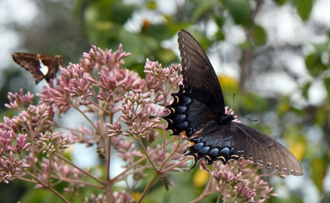 IMAGE: http://i127.photobucket.com/albums/p154/keithaba/Emraldbutterly.jpg