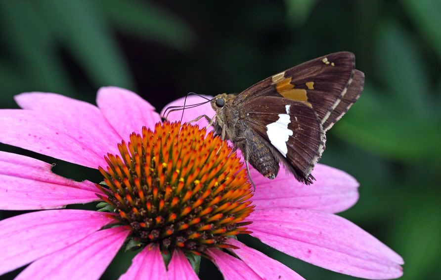 IMAGE: http://i127.photobucket.com/albums/p154/keithaba/Mothra.jpg