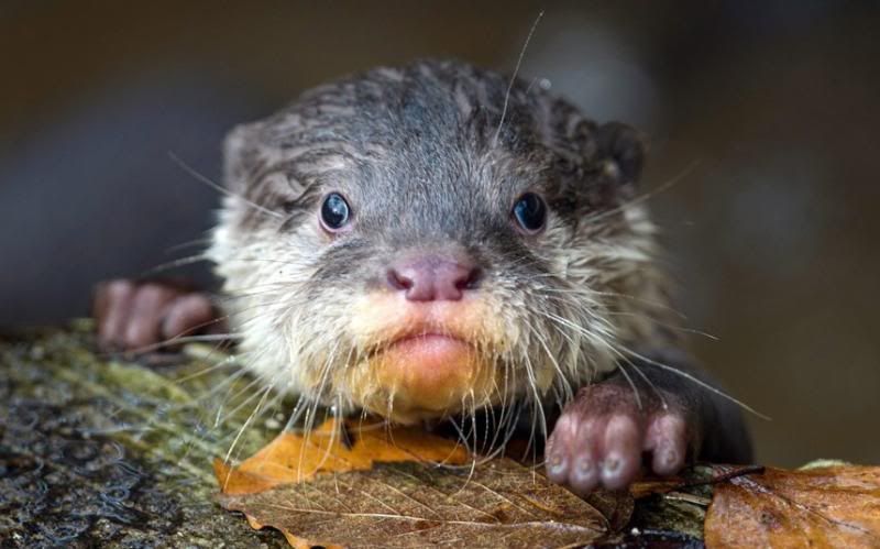  photo animals-otter_2845711k_zps265e7b3c.jpg