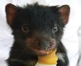 8946_tasmanian-devil-4_lr.jpg