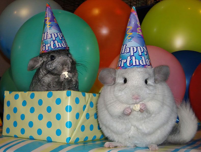 picture of a chinchilla