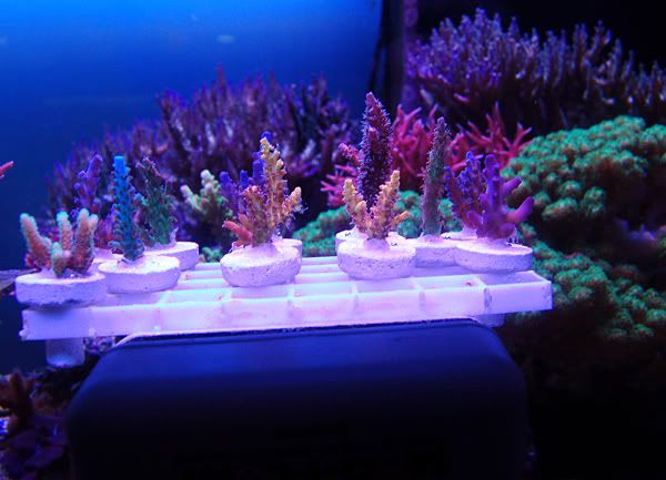 watermelon chalice coral