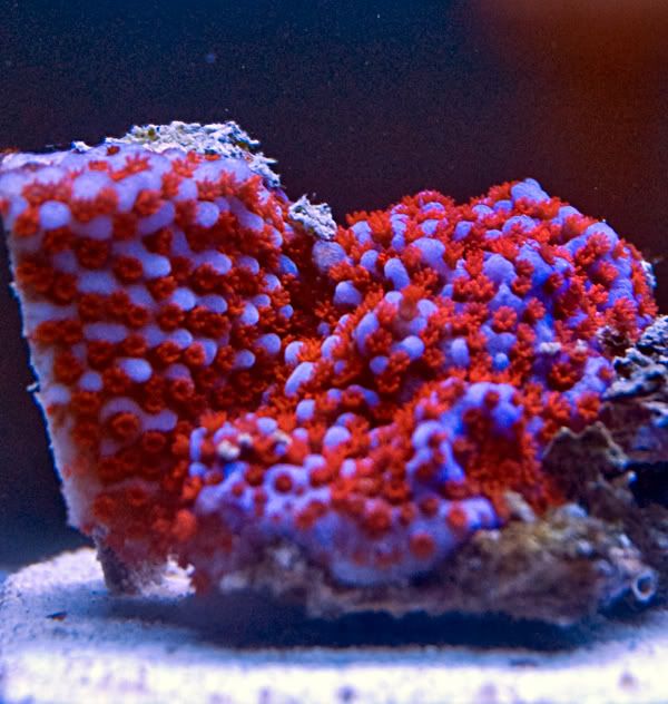 DSC 0178 - True Tyree Superman Montipora, Purple monster and others. Pickup or MMC show.