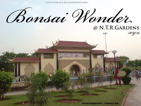 Bonsai Wonder