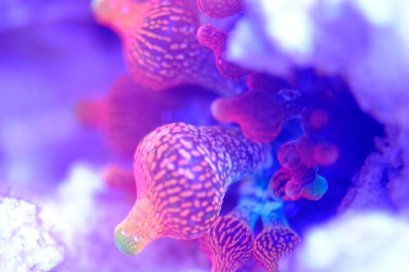 corals064.jpg