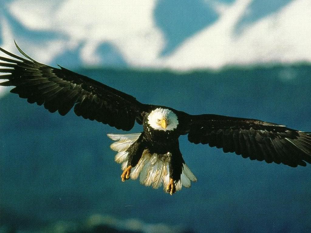 Eagle Background