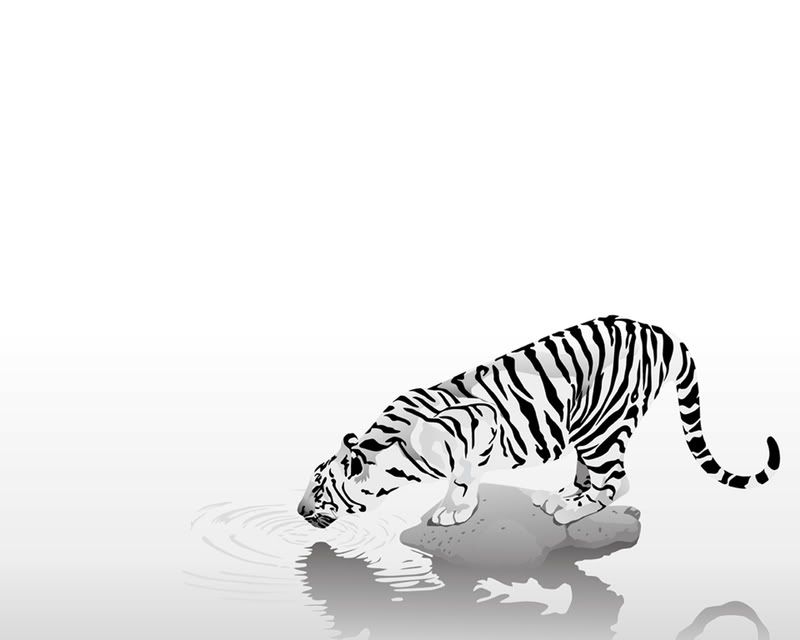 white tiger wallpaper. white tiger Wallpaper