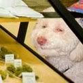 https://i127.photobucket.com/albums/p123/west-phoenix-az/BF2S/weed-wars-dog.jpg