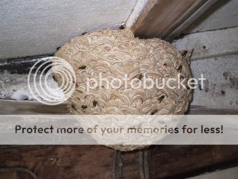 Wasp Nest 24/08/07 - This Was About The Biggest Wasp Nest I've Seen. It ...