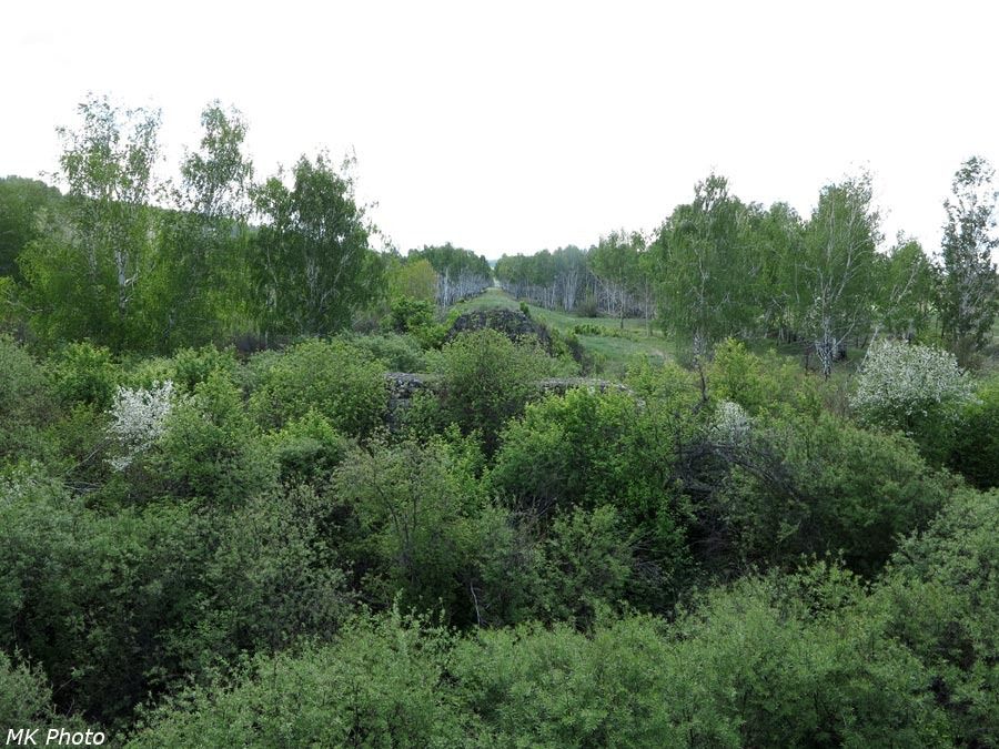 Кусты по берегам Унги