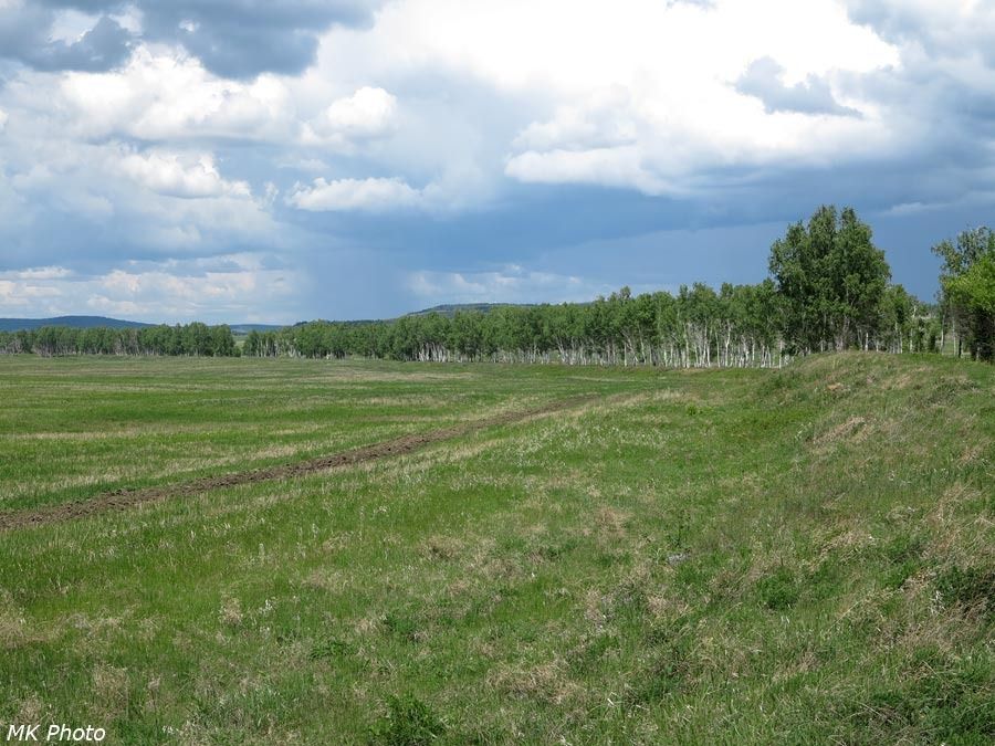 Берёзы на насыпи