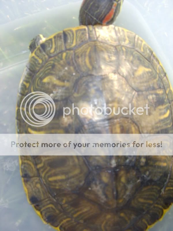 White spot on turtles shell - EMERGENCY CARE - Turtle Forum