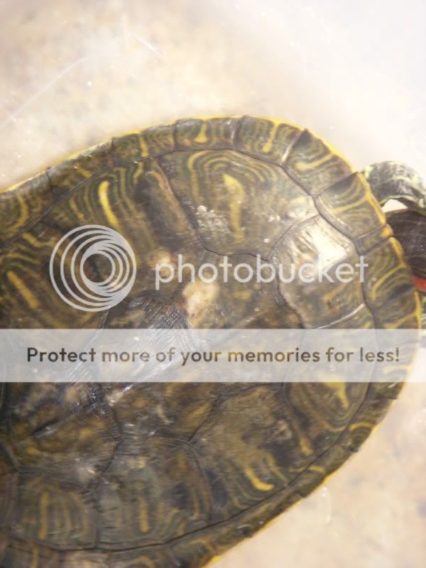 White spot on turtles shell - EMERGENCY CARE - Turtle Forum